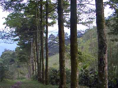 Trees